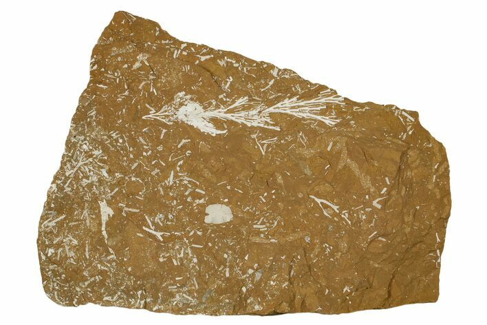 Ordovician Kukersite Oil Shale with Bryozoan Fossils - Russia #369580
